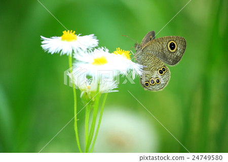 Ypthima argus 24749580