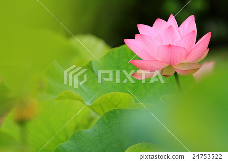 Lotus 24753522