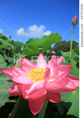 蓮花 24753540