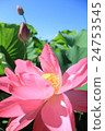 Lotus 24753545