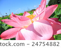 Lotus 24754882