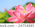 Lotus 24754885