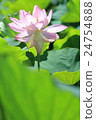 Lotus 24754888