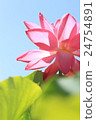 Lotus 24754891