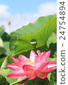 Lotus 24754894