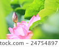 Lotus 24754897