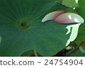 Lotus 24754904