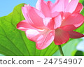 Lotus 24754907