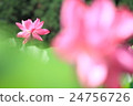 Lotus 24756726