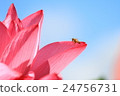 Lotus 24756731