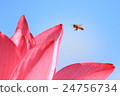 Lotus 24756734