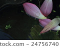 Lotus 24756740