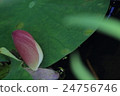Lotus 24756746