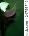 Lotus 24756749