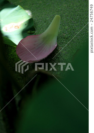 Lotus 24756749