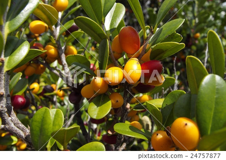 Ryukyu ebony fruit 24757877