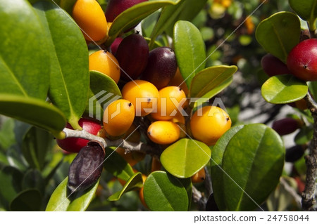 Ryukyu ebony fruit Ryukyu ebony fruit 24758044