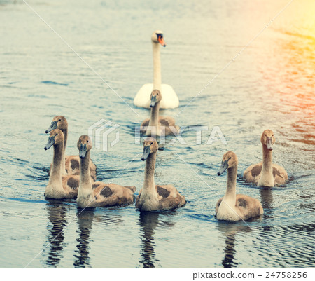 family of swans swimming on the river family of swans swimming on the river 24758256