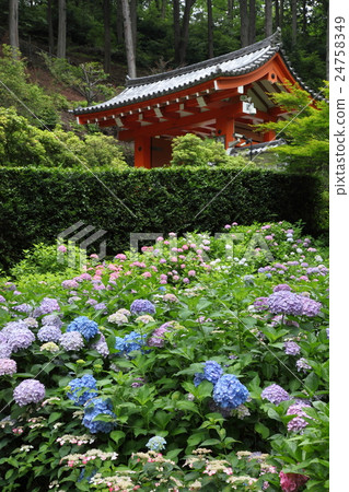 Mie Murotoji寺的繡球花 Mie Murotoji寺的繡球花 24758349