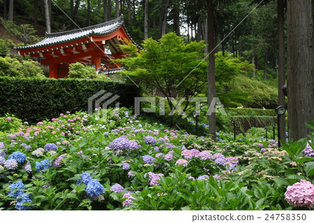 Mie Murotoji寺的繡球花 Mie Murotoji寺的繡球花 24758350