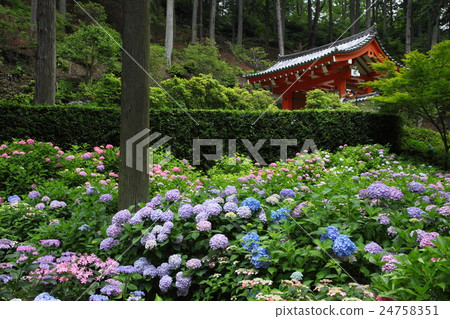 Mie Murotoji寺的繡球花 Mie Murotoji寺的繡球花 24758351