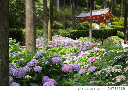 Mie Murotoji寺的繡球花 24758389