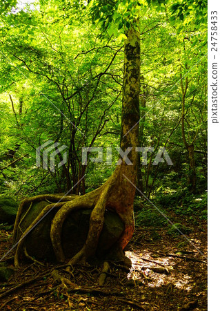 Menkee公園的一棵巨樹 24758433