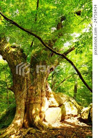 Menkee公園的一棵巨樹 24758434