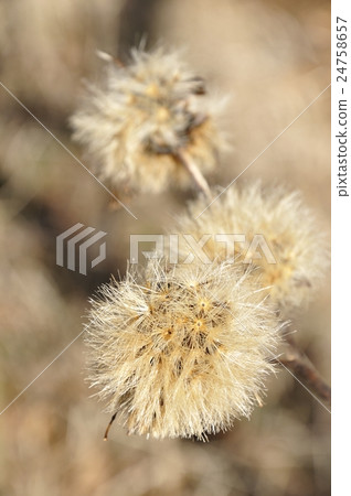 Thixis milk fluff Thixis milk fluff 24758657