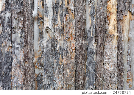 Natural tree bark plank texture background 24758754