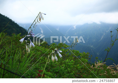 白馬五龍高山植物園長野縣 24758807