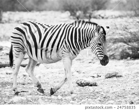 Lonesome zebra walk Lonesome zebra walk 24758835