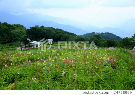 Hakuba Goryu alpine botanical garden Nagano prefecture 24758999