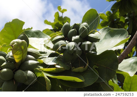 Kobatishi的果實 Kobatishi的果實 24759253