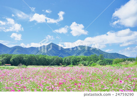Cosmos scenery 24759290