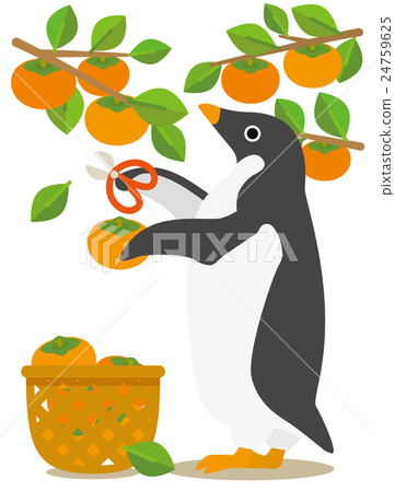 Adélie penguin days harvesting persimmons from autumn to winter 24759625