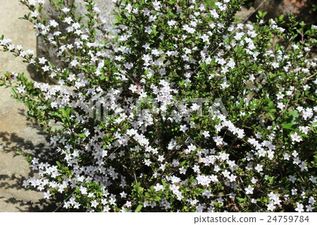 Swan bean flower Swan bean flower 24759784