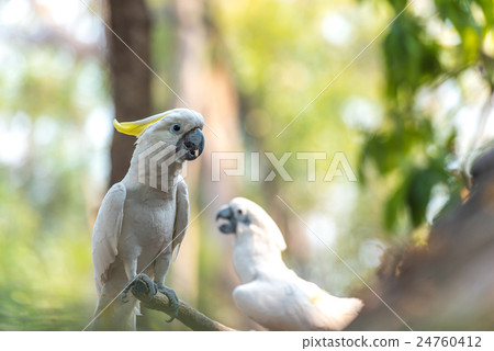 Beautiful white Cockatoo, Sulphur-crested Cockatoo Beautiful white Cockatoo, Sulphur-crested Cockatoo 24760412