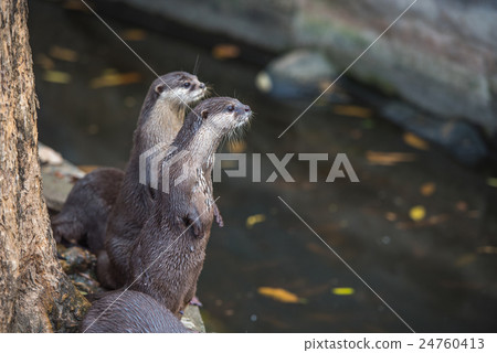 Group of asian small-clawed otters 24760413