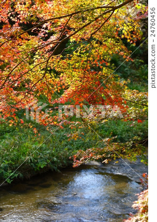 秋天的顏色 秋天的顏色 24760456