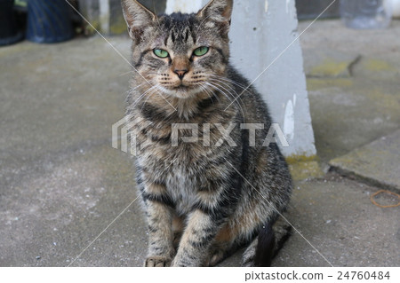 一隻表現良好的貓 24760484