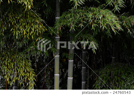 竹子和竹子葉子 24760543