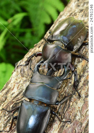 Battle on domestic Okuwagata vs. domestic beetle tree on trees 24761146
