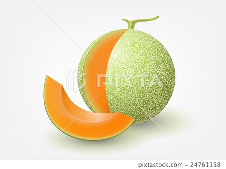 Cantaloupe melon, fruit vector illustration Cantaloupe melon, fruit vector illustration 24761158