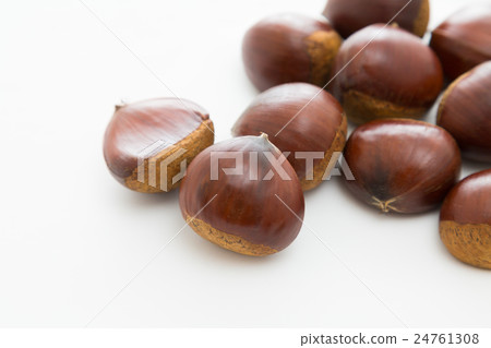 Chestnut white back Chestnut white back 24761308