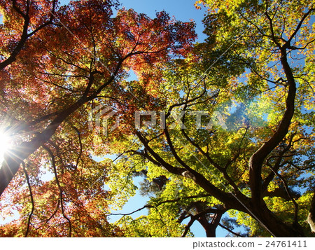Blue sky of late autumn and autumn leaves 24761411