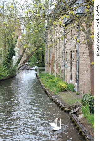 Swan swimming in canal of World Heritage Brugge Swan swimming in canal of World Heritage Brugge 24761446
