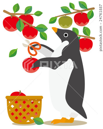 Adelie penguin days harvesting apples from summer to autumn 24761887