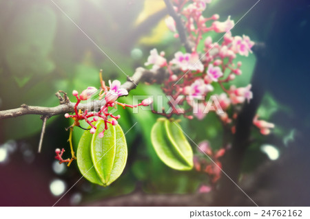 Star apple fruit hanging with flower on the tree 24762162