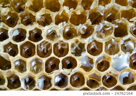 Bee hive texture with honey filled 24762164